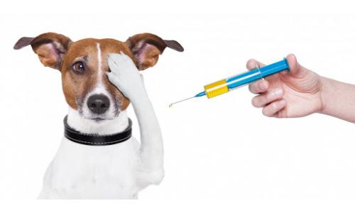 אילו חיסונים חשוב לקבל לגורים?